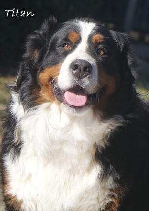 teddy bear bernese mountain dog